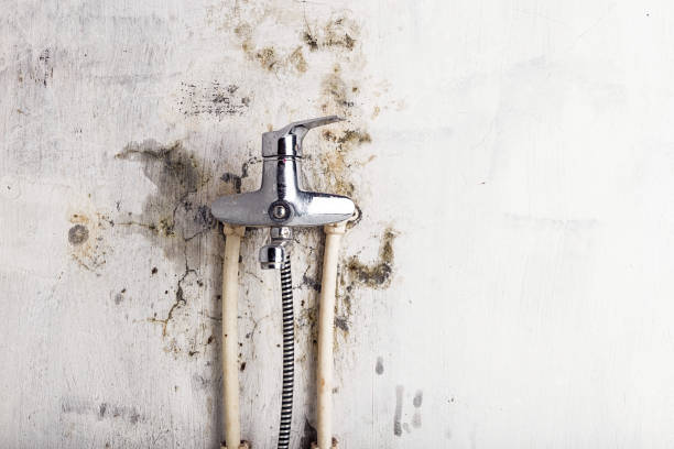 Best Residential Mold Remediation in Chico, CA