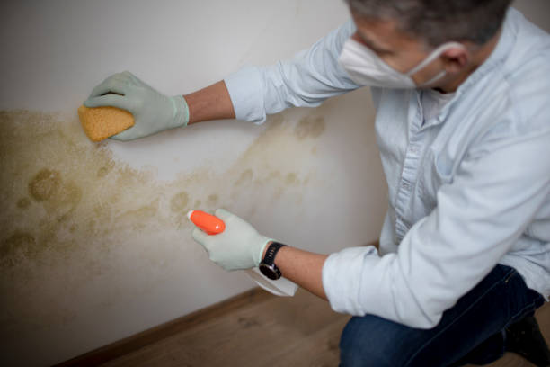 Best Post-Flood Mold Remediation in Chico, CA