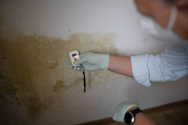 Best Kitchen Mold Remediation in Chico, CA