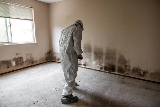 Best Basement Mold Remediation in Chico, CA