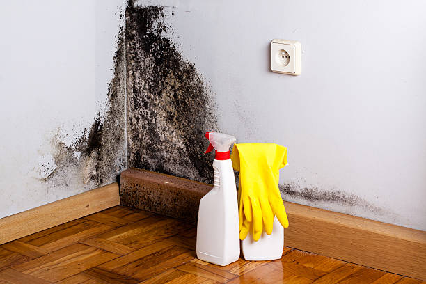 Best White Mold Remediation in Chico, CA