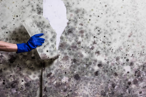 Best Industrial Mold Remediation in Chico, CA